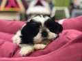 MÜKEMMEL SAFKAN SHIH TZU YAVRULARI VONALP GARANTİSİYLE