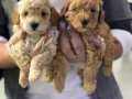 SAFKAN TOY POODLE YAVRULARI VONALP GARANTİSİYLE