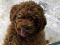 MÜKEMMEL SAFKAN TOY POODLE RED YAVRULARI VONALP GARANTİSİYLE