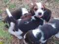 Şov kalite sevimli beagle yavrular