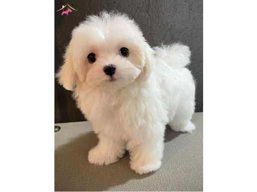 A kalite maltese bebekler