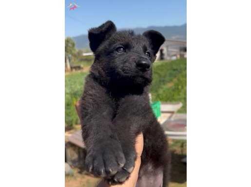 Siyah Alman Kurdu Yavruları ( Black Solid )