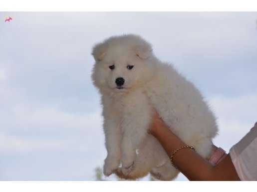 Kar Beyazı Samoyed Yavrularımız