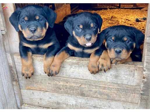 Küt Burun Rottweiler Yavruları