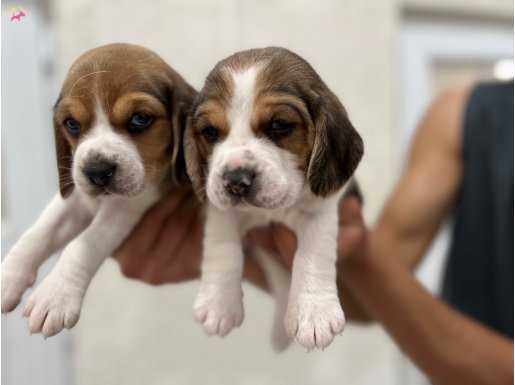 Sevimli Beagle Yavrularımız