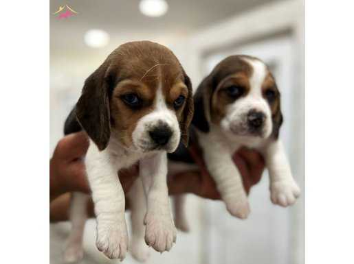 Sevimli Beagle Yavrular