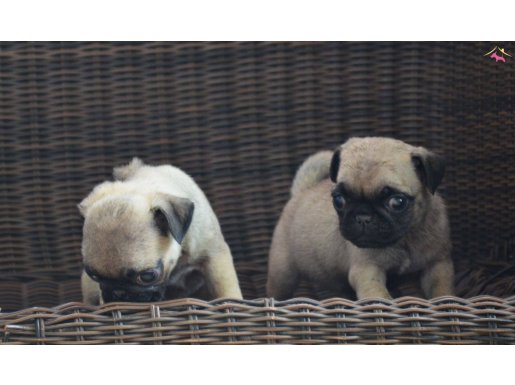 Pug Yavrularımız Teslime Hazır