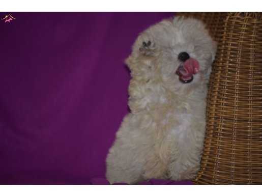 Maltese Terrier Yavrularımız