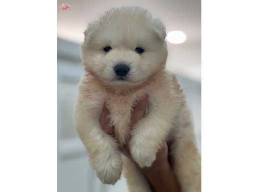 Bembeyaz Samoyed Yavrularımız 