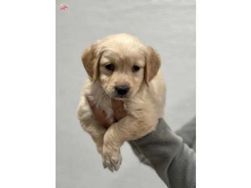 Safkan Golden Retriever Yavrularımız