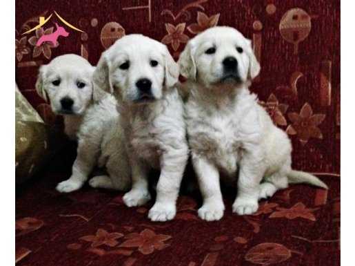 Safkan Golden Retriever