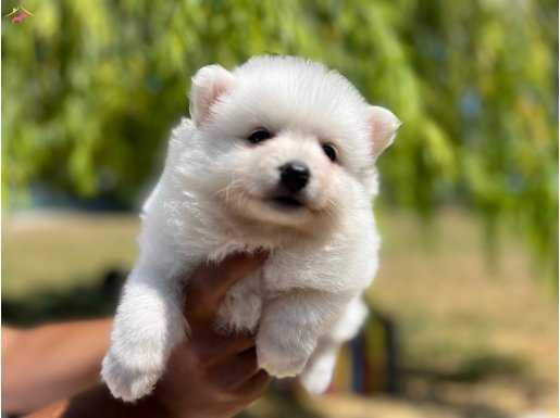 Karbeyaz Japanese Spitz yavrularımız