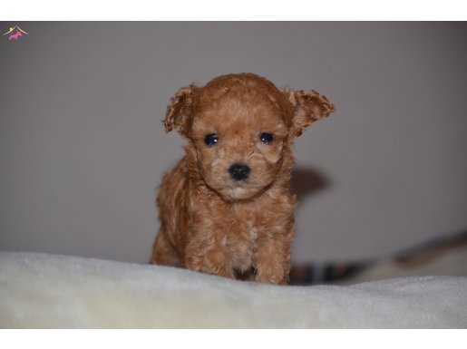 Toy Poodle Yavru Micro