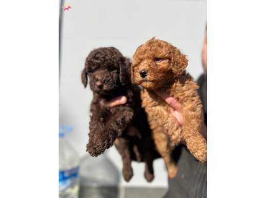 Micro Toypoodle Yavrular 