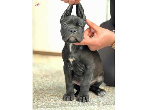 Safkan cane corso yavrular