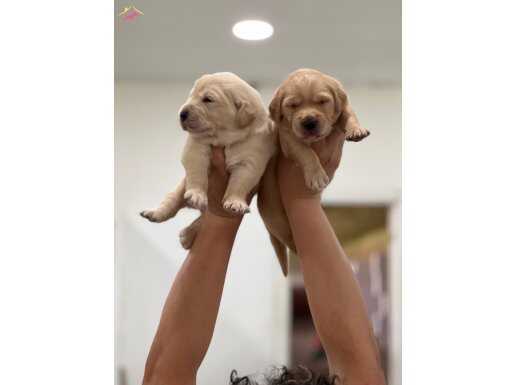 Sevimli golden Retriever yavrular 