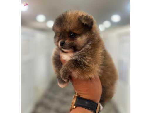 Pomeranian  Mikky Karşınızda