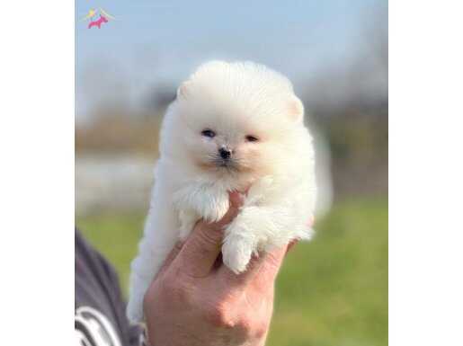 Beyaz TeaCup Boo Yavrumuz