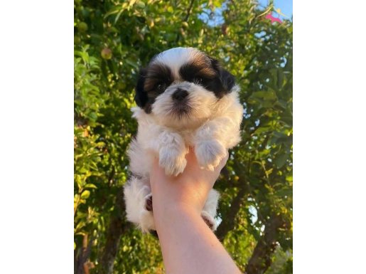 Mükemmel Shih Tzu Yavrular