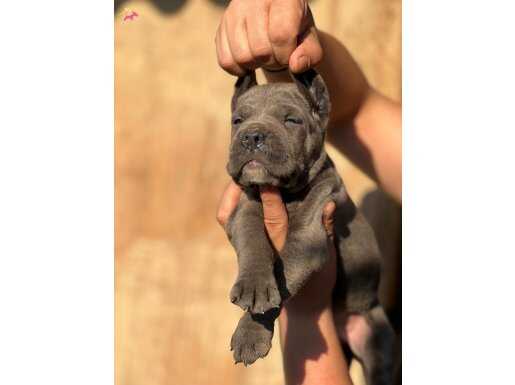 İri Kafalı Cane Corso Yavrular 