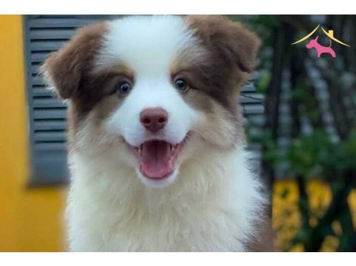 Mükemmel border Collie yavrular 