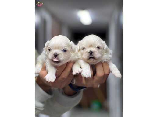 İmperial pekingese yavrularımız 
