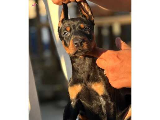 Mükemmel yapılı Doberman Yavrular 