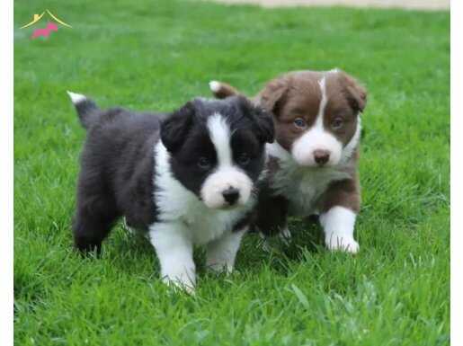 Mükemmel karakter Border Collie Yavrular 