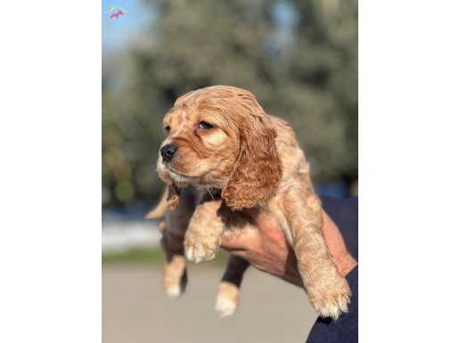 Mükemmel Cocker Yavrularımız 