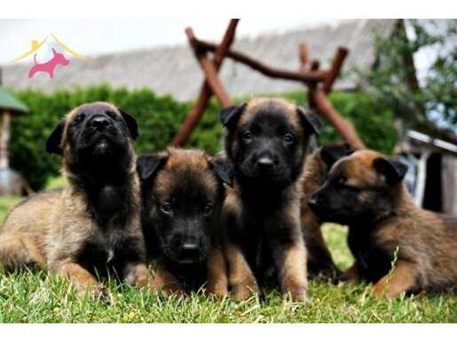 Büyüleyici Belçika MAlinois Yavrular