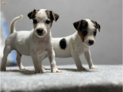 Jack Russel Yavrular Kıpır Kıpır 