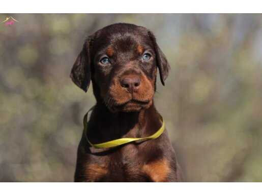 Mükemmel Görsel Doberman Yavru
