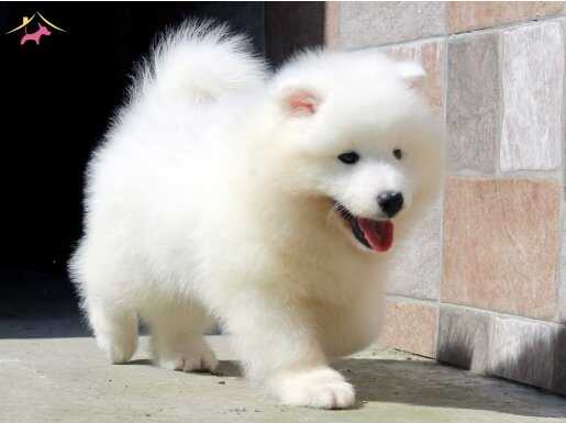 Büyüleyici Samoyed Bebekler 