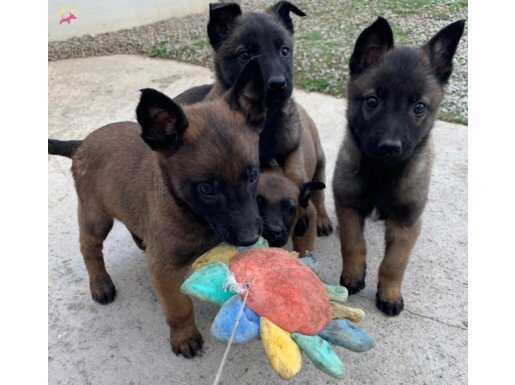 Karakteri Sağlam Zeki Belçika Malinois Yavruları
