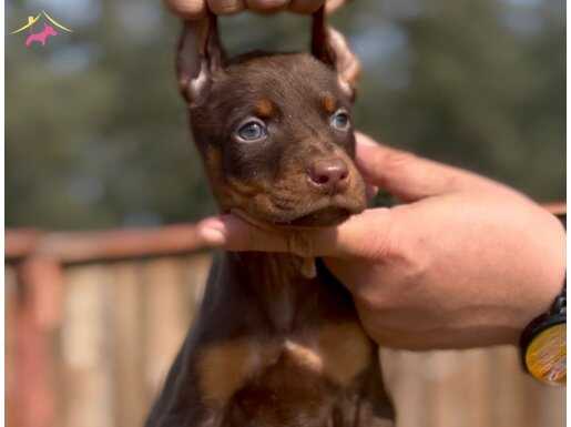 Bursa Osmangazi Mükemmel King Doberman Yavruları