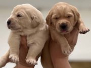 Sevimli golden Retriever yavrular 