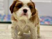 Orijinal King Charles Yavrular