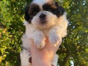 Mükemmel Shih Tzu Yavrular
