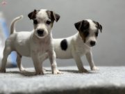 Jack Russel Yavrular Kıpır Kıpır 