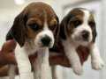 Sevimli Beagle Yavrular
