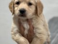 Safkan Golden Retriever Yavrularımız