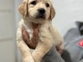 Safkan Golden Retriever Yavrularımız
