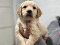 Safkan Golden Retriever Yavrularımız
