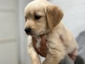 Safkan Golden Retriever Yavrularımız
