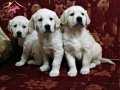 Safkan Golden Retriever