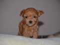 Toy Poodle Yavru Micro