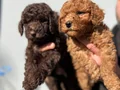 Micro Toypoodle Yavrular 