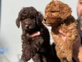 Micro Toypoodle Yavrular 