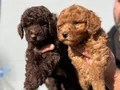 Micro Toypoodle Yavrular 