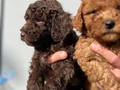 Micro Toypoodle Yavrular 